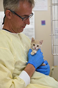 A man in a gown and blue rubber gloves holding Overdrive the cream tabby kitten