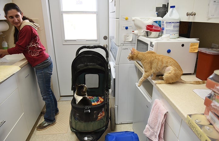 Odette, the orange tabby kitten on a counter with a caregiver and another cat in a stroller by a door