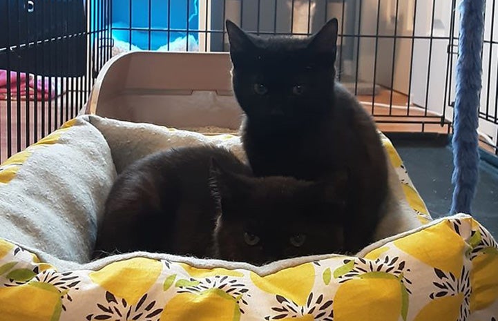 Charlie and Roxy lying together in a yellow cat bed in a wire kennel