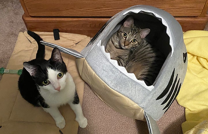 Pair of kittens, Butter and Nutella, one in a shark-shaped cat bed