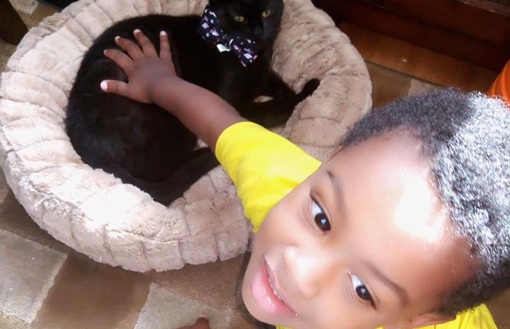 Toddler petting a kitten lying in a cat bed