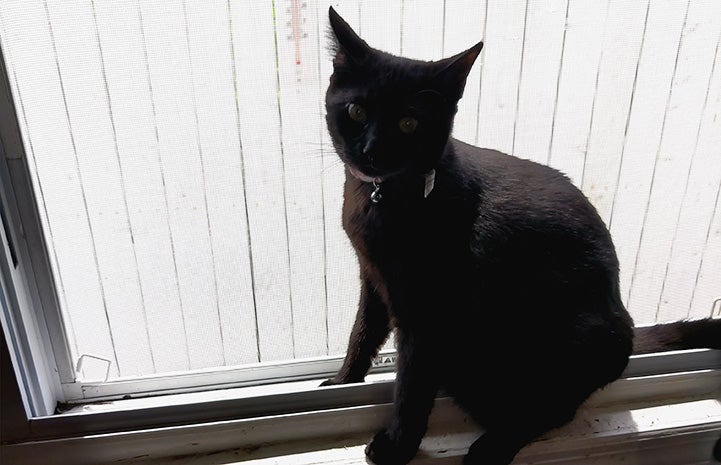 One of the kittens at a window