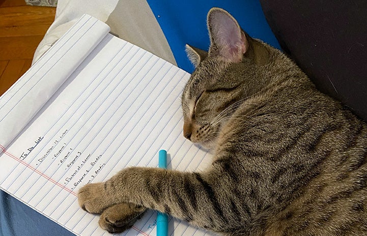 Brown tabby kitten sleeping on a pad of paper and pen