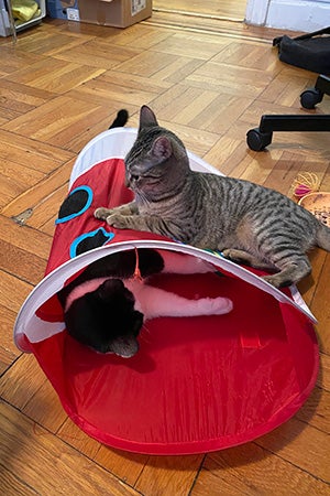 Two kittens playing on and in a cat tube toy