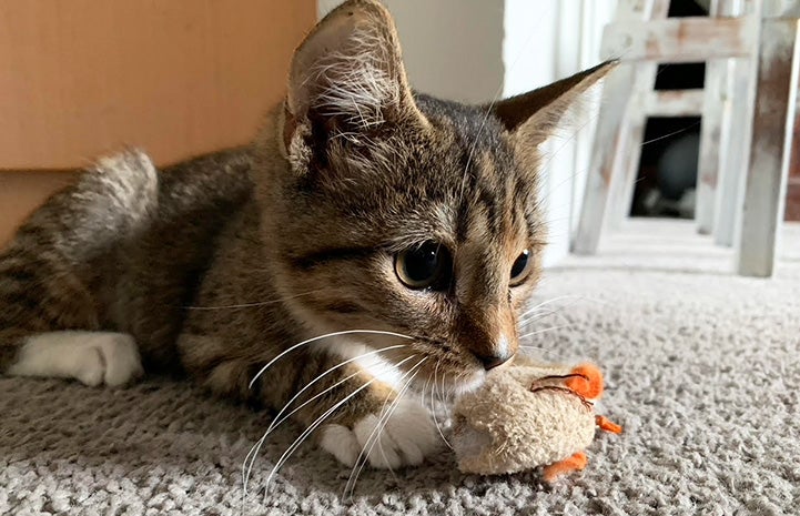 Rapunzel the kitten playing with a toy mouse on the floor