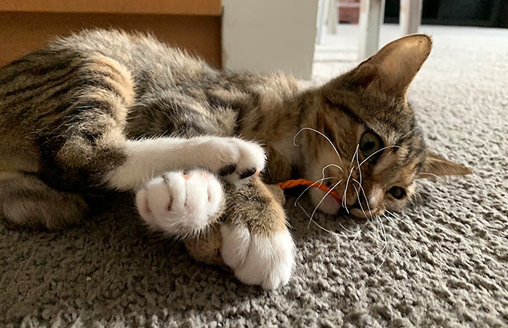 Rapunzel lying on the floor playing with a toy with a portion of the toy in her mouth