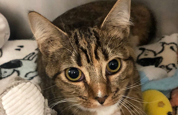 The face of Rapunzel the kitten, with her lying on a blanket