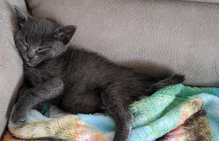 Shinji the kitten sleeping on a blanket on a couch or chair