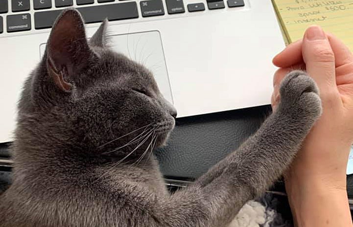 Shinji the kitten sleeping on a laptop computer with his paw touching a person's hand