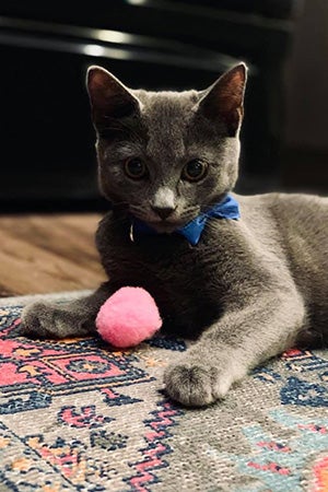 Shinji the kitten wearing a blue bow tie and lying on the floor with a small pink toy ball between his front legs