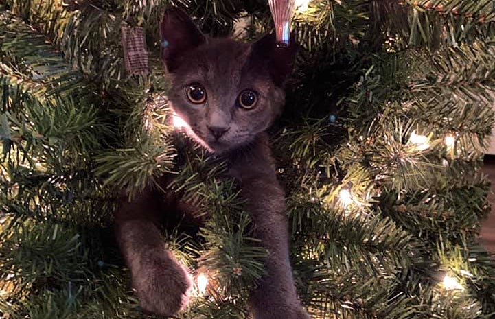 Shinji the kitten's head poking out from inside a Christmas tree