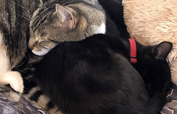 Brown tabby cat snuggled up sleeping with one of the kittens