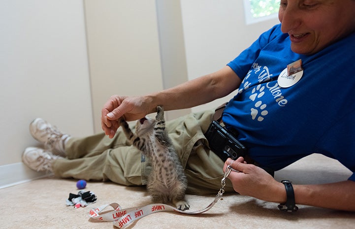 Linda the volunteer playing with Xactly the brown tabby kitten