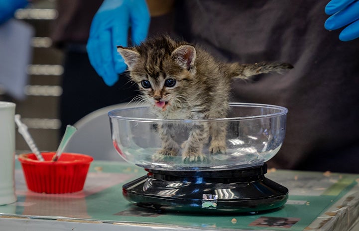 Small tabby kitten standing in a scale being weighted with his tongue sticking out a little