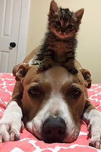 Kitten lying on the head of a pit bull terrier