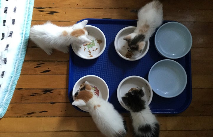 Four kittens eating out of separate bowls