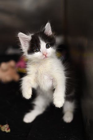 Oboe the black and white kitten up on his hind legs