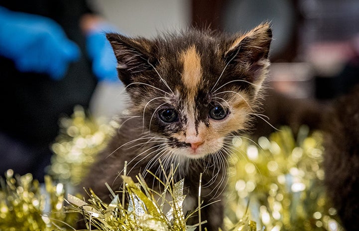 Small calico kitten surrounded by gold tinsel