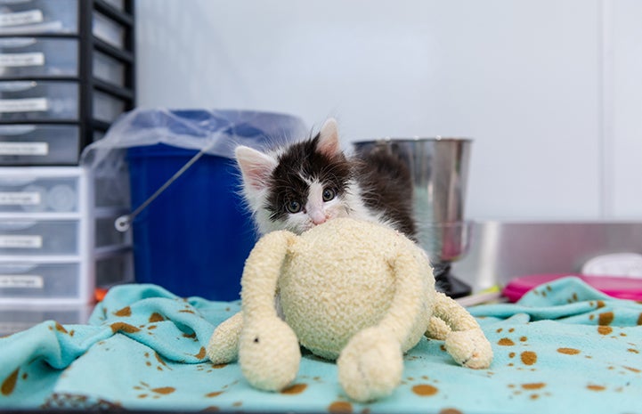 Oboe the fluffy black and white kitten hiding behind a stuffed animal in his kennel