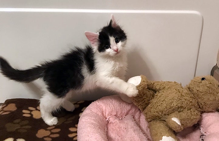 Oboe the fluffy black and white kitten playing with a teddy bear
