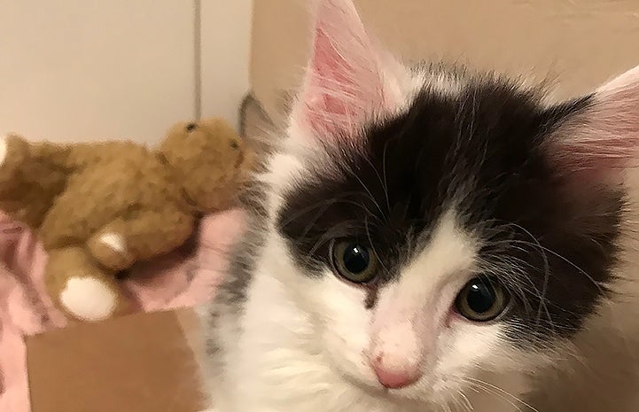 Oboe the kitten's face with a teddy bear behind him