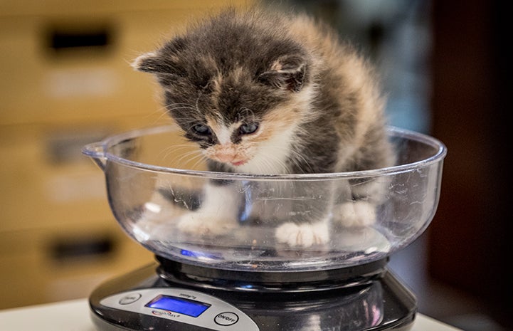 Small calico kitten sitting in a scale being weighed