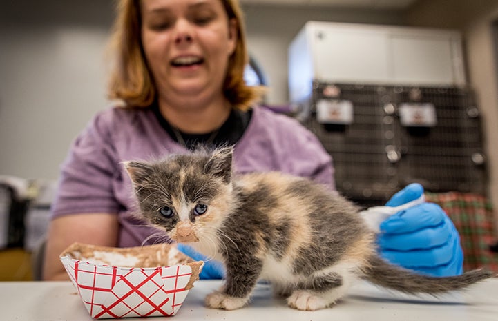 Small calico kitten who had just been eating gruel out of a paper tray with a smiling woman behind her