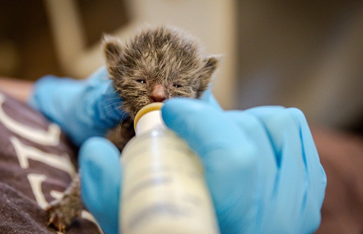Tiny dark colored kitten being fed with a bottle by rubber gloved hands
