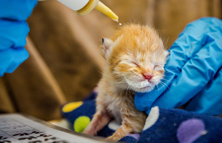 Orange tabby kitten with eyes closed and milk mustache from being bottle fed
