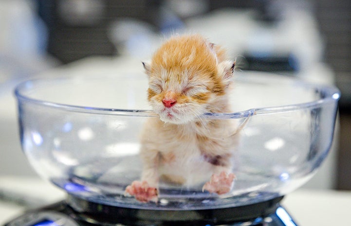Small orange tabby kitten in a scale being weighed