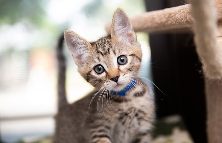 Brown tabby kitten wearing a blue collar next to a cat tree