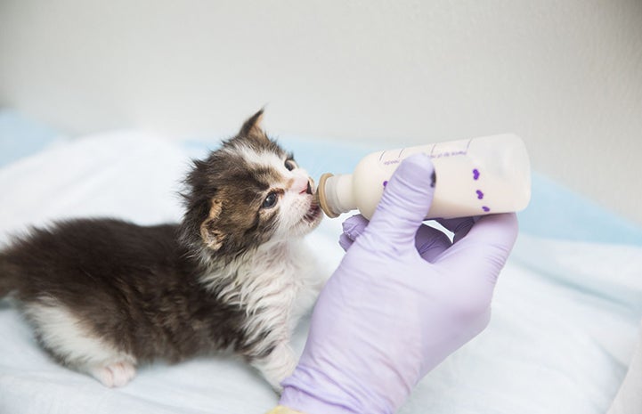 Brown tabby and white kitten being fed with a bottle by a person in a gloved hand