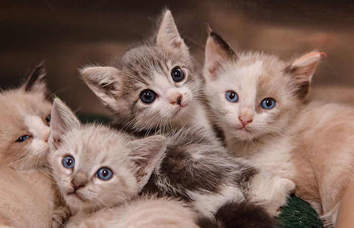 Litter of four adorable kittens with blue eyes