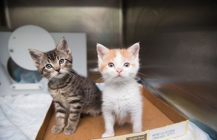 Hank and Radar, tabby and orange and white kittens, sitting in a cardboard flat in a kennel