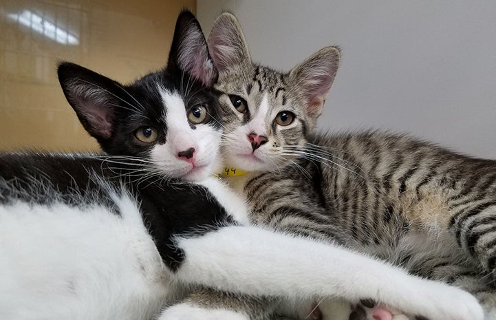 A pair of kittens, one black and white and one gray tabby, snuggling with their faces pressed together, from the Jacksonville Humane Society