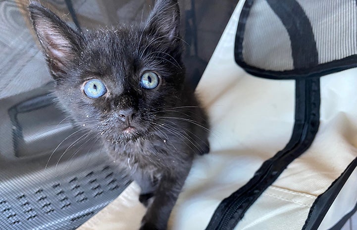 Trixie the black kitten standing up and looking directly at the camera