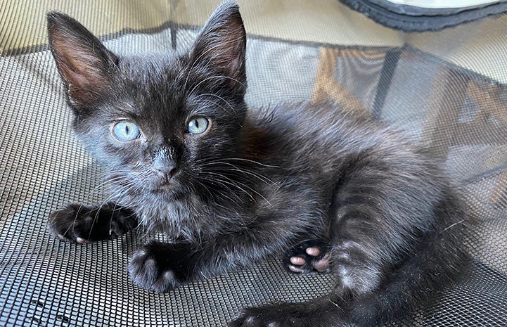 Trixie, a little black kitten, lying down