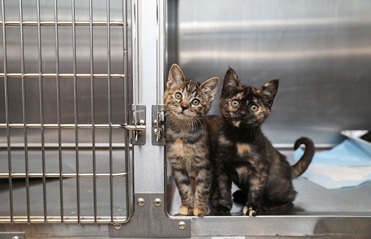 A torbie and tortoiseshell kitten looking out from inside a stainless steel kennel