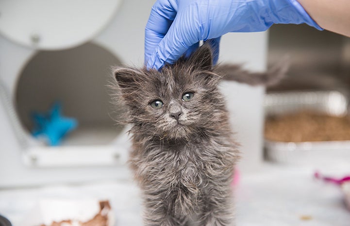 Gray kitten being pet on the top of his head by a gloved hand
