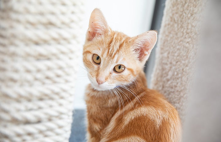 Orange marbled tabby kitten