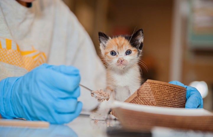 Small calico kitten being fed by a person wearing blue gloves