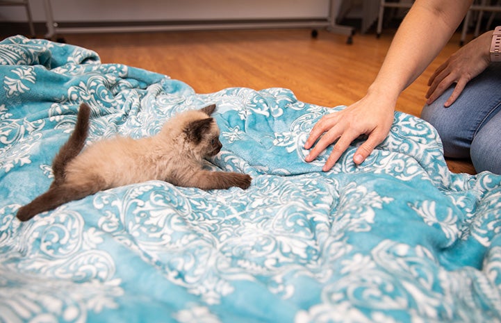 Person's hand on a blanket by a Siamese kitten