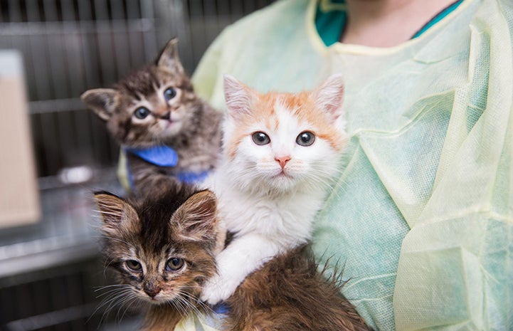 Litter of three kittens being held by a person wearing a protective gown