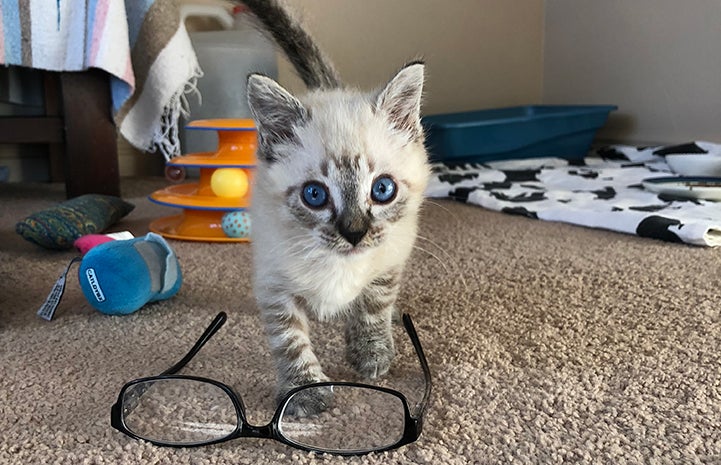 Vern the kitten behind a pair of eyeglasses