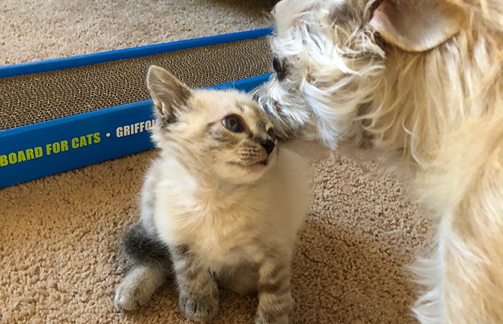 Vern the kitten face-to-face with Crowley the dog