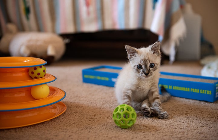 Vern the kitten surrounded by cat toys and a scratcher