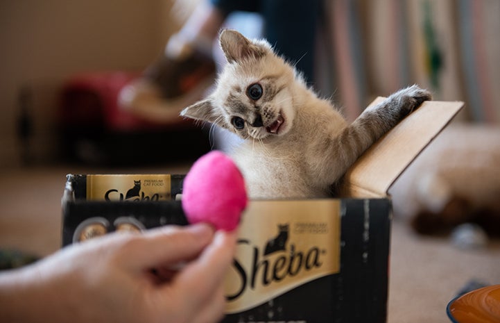 Vern the kitten in a Sheba box going after a pink toy being held by a person