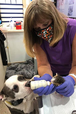 Masked and gloved person bottle feeding a baby kitten while a dog watches