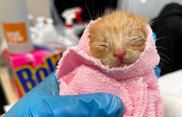 Orange tabby kitten with eyes closed being held by a gloved hand in a pink blanket