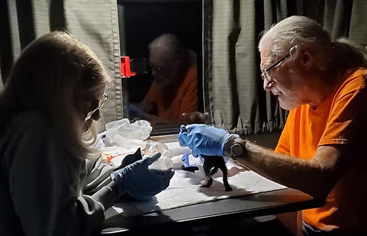 Two people feeding neonatal kittens in the transport RV